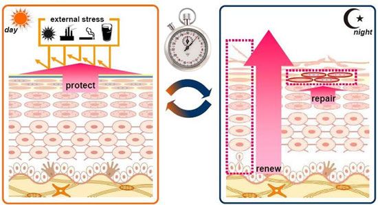 肌肤生物钟调控着各项肌肤功能